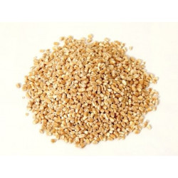 KASZA JĘCZMIENNA BIO (SUROWIEC) (25 kg) 8