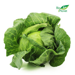 OPAKOWANIE ZBIORCZE (kg) - KAPUSTA BIAŁA MŁODA ŚWIEŻA BIO (POLSKA) (około 6 kg)