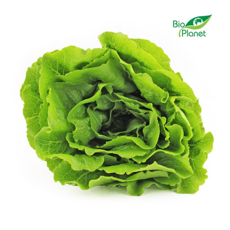 SAŁATA RZYMSKA ŚWIEŻA BIO (POLSKA) (około 0,50 kg) SAŁATA RZYMSKA ŚWIEŻA BIO (POLSKA) (około 0,50 kg)