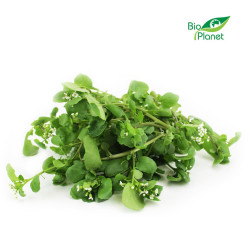 RUKIEW WODNA ŚWIEŻA BIO (POLSKA) (około 50 g)