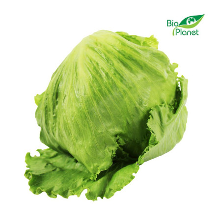 OPAKOWANIE ZBIORCZE (szt) - SAŁATA LODOWA ŚWIEŻA BIO (POLSKA) (około 6 sztuk) OPAKOWANIE ZBIORCZE (szt) - SAŁATA LODOWA ŚWIEŻA BIO (POLSKA) (około 6 sztuk)
