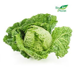 KAPUSTA WŁOSKA ŚWIEŻA BIO (POLSKA) (około 0,60 kg)