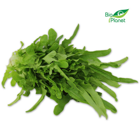SAŁATA RADICHETTA ŚWIEŻA BIO (POLSKA) (około 0,30 kg)